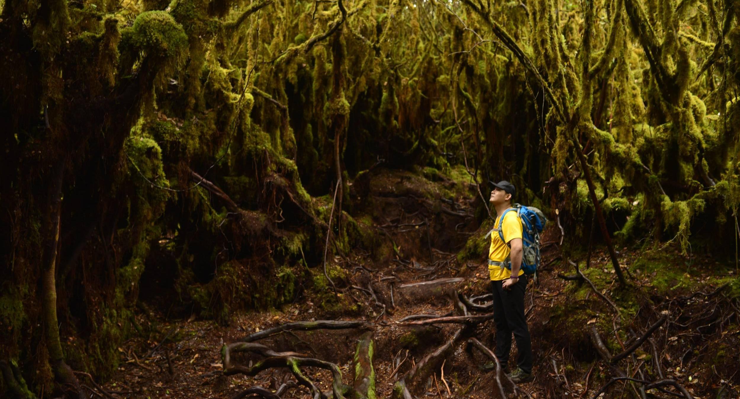 H6008  MOSSY FOREST GUNUNG IRAU DAYHIKE