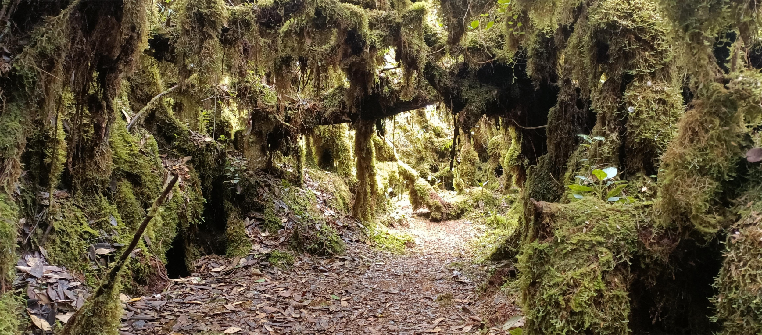 H6001  GUNUNG IRAU via CORYBASS TRAIL DAY HIKE