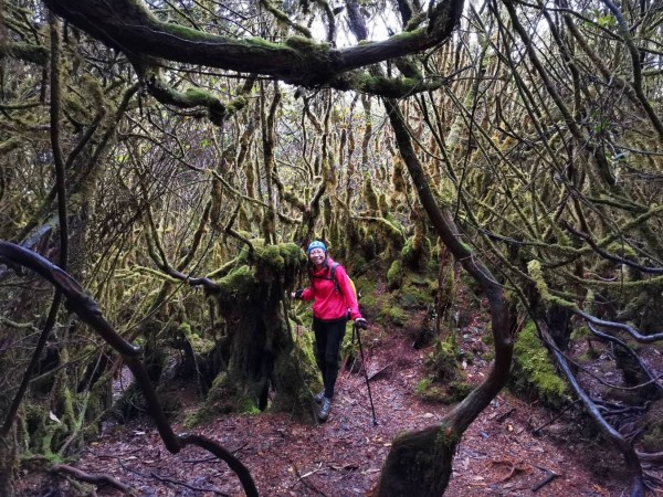 H6008  MOSSY FOREST GUNUNG IRAU DAYHIKE
