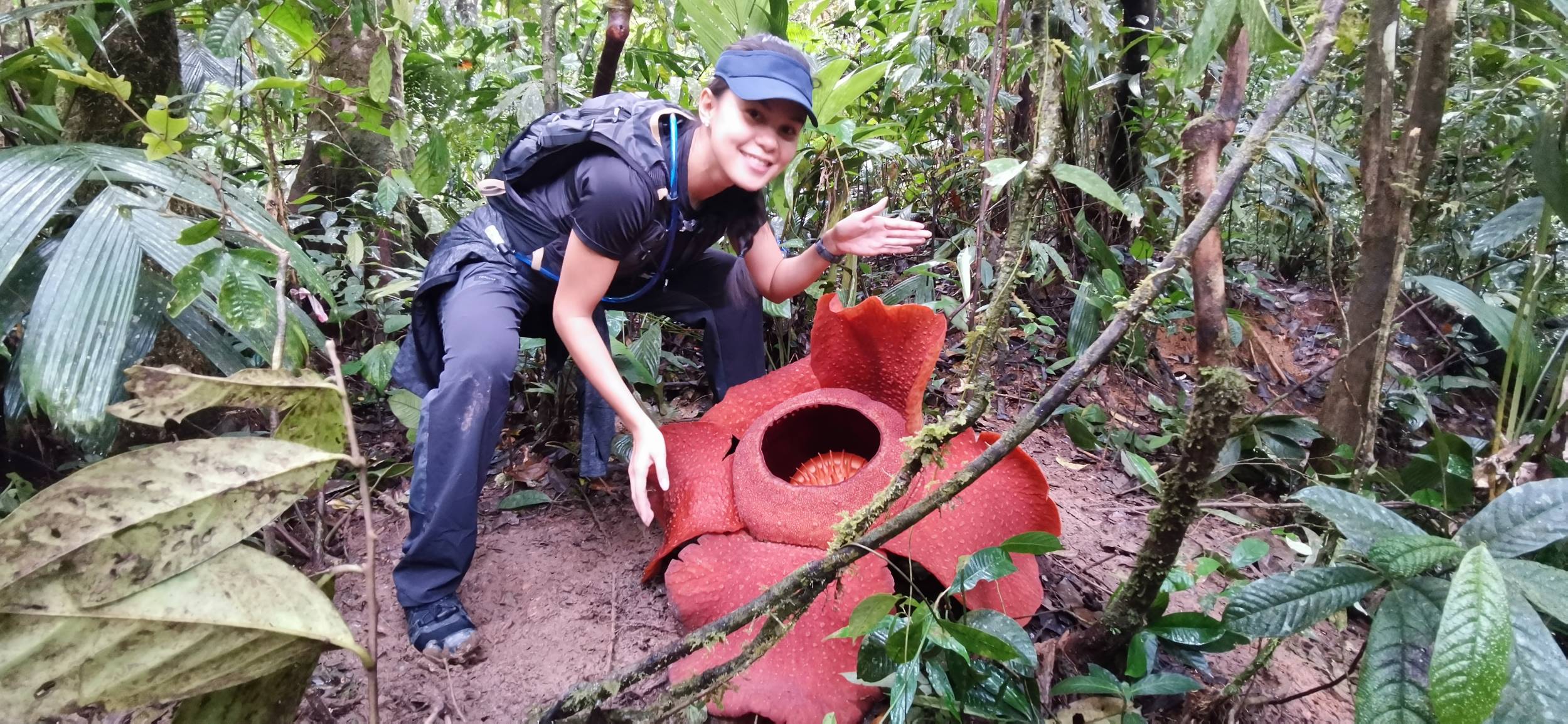 Taman Konservasi Rafflesia and Giant Pokok Meranti Discovery