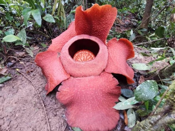 H6021 Taman Konservasi Rafflesia